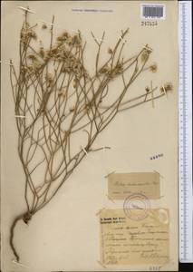 Limonium dichroanthum (Rupr.) Ikonn.-Gal. ex Lincz., Middle Asia, Western Tian Shan & Karatau (M3)