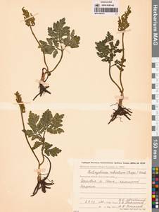 Sceptridium robustum (Rupr.) Lyon, Siberia, Chukotka & Kamchatka (S7) (Russia)