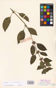 MHA 0 158 470, Mentha × verticillata L., Eastern Europe, Estonia (E2c) (Estonia)