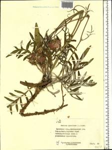 Jurinea cyanoides (L.) Rchb., Eastern Europe, Belarus (E3a) (Belarus)