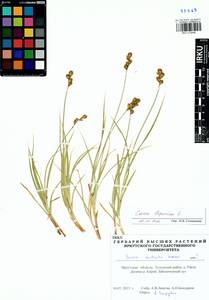 Carex leporina L., Siberia, Baikal & Transbaikal region (S4) (Russia)