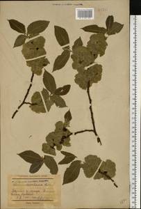 Ulmus glabra Huds., Eastern Europe, South Ukrainian region (E12) (Ukraine)