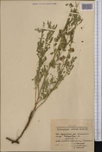 Sphaerophysa salsula (Pall.)DC., Middle Asia, Northern & Central Kazakhstan (M10) (Kazakhstan)