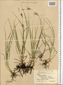 Carex panicea L., Eastern Europe, Latvia (E2b) (Latvia)