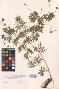 Geranium sanguineum L., Eastern Europe, Middle Volga region (E8) (Russia)