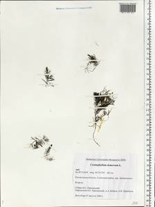 Ceratophyllum demersum L., Eastern Europe, Central forest region (E5) (Russia)