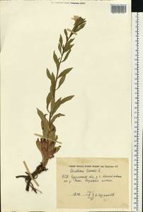 Oenothera biennis L., Eastern Europe, South Ukrainian region (E12) (Ukraine)