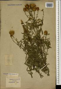 Centaurea orientalis L., Caucasus, Krasnodar Krai & Adygea (K1a) (Russia)