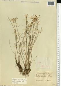 Allium inaequale Janka, Eastern Europe, South Ukrainian region (E12) (Ukraine)