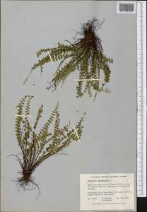 Asplenium trichomanes, America (AMER) (Canada)