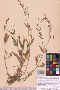 Silene astrachanica (Pacz.) Takht., Eastern Europe, Lower Volga region (E9) (Russia)