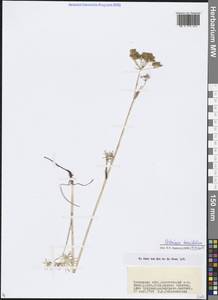 Ostericum tenuifolium (Pall. ex Spreng.) Y. C. Chu, Siberia, Baikal & Transbaikal region (S4) (Russia)