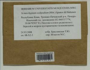 Sciuro -hypnum oedipodium (Mitt.) Ignatov & Huttunen, Bryophytes, Bryophytes - European North East (B7) (Russia)