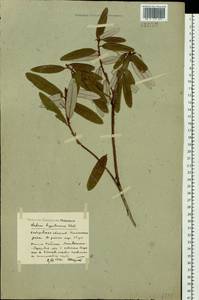 Rhododendron diversipilosum (Nakai) Harmaja, Siberia, Russian Far East (S6) (Russia)