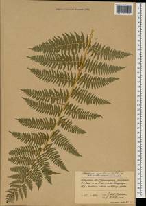 Pteridium aquilinum (L.) Kuhn, Caucasus, Abkhazia (K4a) (Abkhazia)