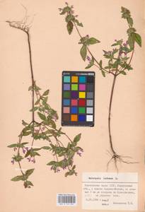 MHA 0 154 265, Galeopsis ladanum L., Eastern Europe, Middle Volga region (E8) (Russia)