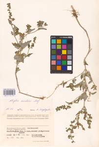 Atriplex aucheri Moq., Eastern Europe, Lower Volga region (E9) (Russia)