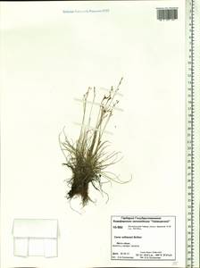 Carex williamsii Britton, Siberia, Central Siberia (S3) (Russia)