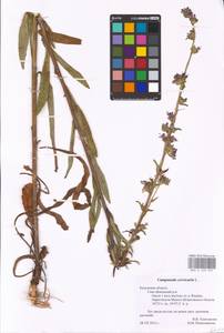 Campanula cervicaria L., Eastern Europe, Central region (E4) (Russia)