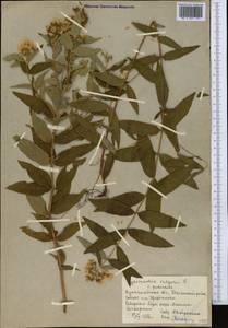 Lysimachia vulgaris L., Middle Asia, Northern & Central Kazakhstan (M10) (Kazakhstan)