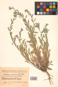 Berteroa incana (L.) DC., Eastern Europe, Lower Volga region (E9) (Russia)