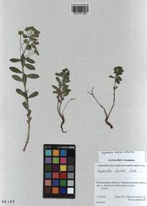 KUZ 001 565, Euphorbia esula subsp. esula, Siberia, Altai & Sayany Mountains (S2) (Russia)