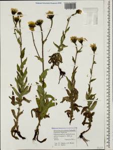 Hieracium atrocephalum Schmalh., Caucasus, Stavropol Krai, Karachay-Cherkessia & Kabardino-Balkaria (K1b) (Russia)