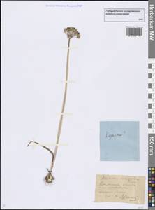 Allium tulipifolium Ledeb., Middle Asia, Northern & Central Kazakhstan (M10) (Kazakhstan)