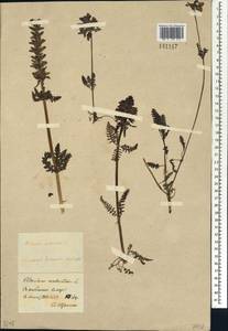 Pedicularis verticillata L., Siberia, Baikal & Transbaikal region (S4) (Russia)