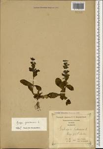 Ajuga genevensis L., Caucasus, Georgia (K4) (Georgia)