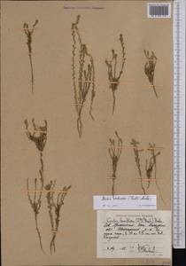 Sedobassia sedoides (Pall.) Freitag & G. Kadereit, Middle Asia, Caspian Ustyurt & Northern Aralia (M8) (Kazakhstan)