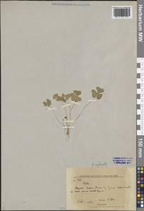 Oxalis acetosella L., Siberia, Russian Far East (S6) (Russia)