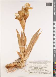 Iris imbricata Lindl., Caucasus, Armenia (K5) (Armenia)