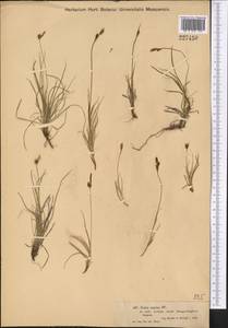 Carex supina Willd. ex Wahlenb., Middle Asia, Muyunkumy, Balkhash & Betpak-Dala (M9) (Kazakhstan)