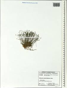 Sabulina rubella (Wahlenb.) Dillenb. & Kadereit, Siberia, Central Siberia (S3) (Russia)