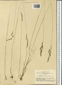 Festuca rubra L., Siberia, Altai & Sayany Mountains (S2) (Russia)