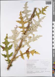 Echinops sphaerocephalus L., Eastern Europe, Central region (E4) (Russia)