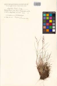 Agrostis vinealis Schreb., Siberia, Russian Far East (S6) (Russia)