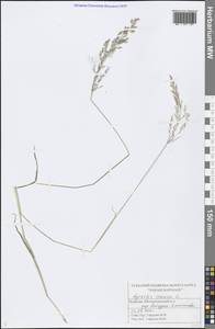 Agrostis canina L., Eastern Europe, Middle Volga region (E8) (Russia)