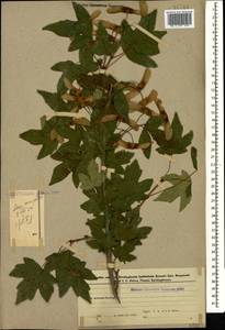 Acer campestre L., Caucasus, Azerbaijan (K6) (Azerbaijan)