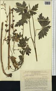 Aconitum variegatum L., Western Europe (EUR) (Romania)