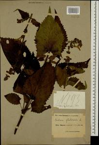 Salvia glutinosa L., Caucasus, Black Sea Shore (from Novorossiysk to Adler) (K3) (Russia)