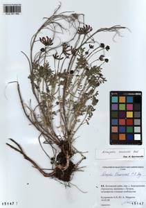 KUZ 001 482, Astragalus ceratoides M. Bieb., Siberia, Altai & Sayany Mountains (S2) (Russia)