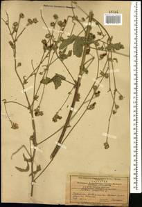 Althaea cannabina L., Caucasus, Azerbaijan (K6) (Azerbaijan)