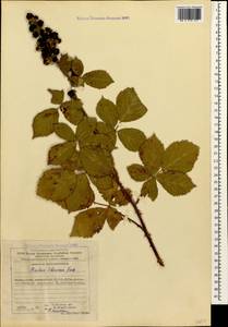 Rubus ibericus Juz., Caucasus, Azerbaijan (K6) (Azerbaijan)