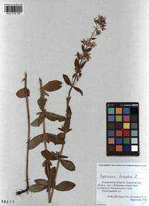 KUZ 018 120, Hypericum hirsutum L., Siberia, Altai & Sayany Mountains (S2) (Russia)
