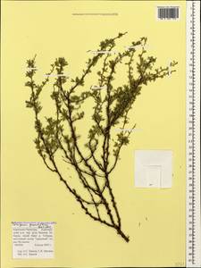 Caragana grandiflora (M.Bieb.)DC., Caucasus, Stavropol Krai, Karachay-Cherkessia & Kabardino-Balkaria (K1b) (Russia)