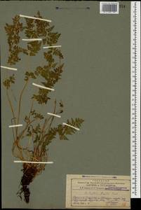 Cystopteris fragilis (L.) Bernh., Caucasus, Azerbaijan (K6) (Azerbaijan)