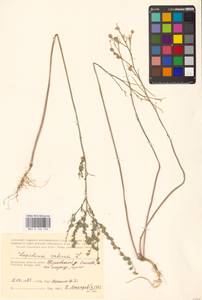 Lepidium sativum L., Eastern Europe, Central region (E4) (Russia)