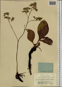 Limonium gmelinii (Willd.) Kuntze, Siberia, Central Siberia (S3) (Russia)